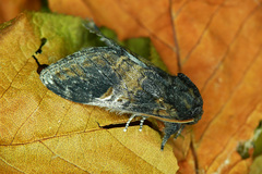 Notodonta tritophus