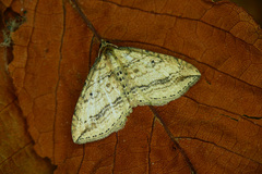 Orthonama vittata