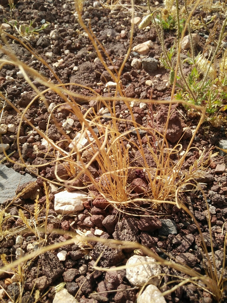 Festuca curvada