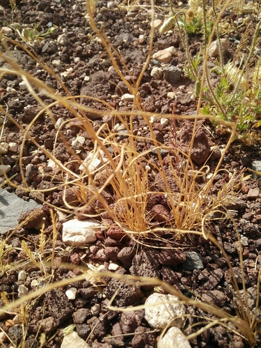 Festuca incurva (Gouan) Gutermann