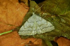 Pechipogo strigilata