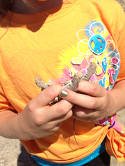 Dipsosaurus dorsalis dorsalis