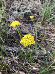 Harbouria trachypleura