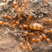 Restless Ants - Photo (c) Jonghyun Park, some rights reserved (CC BY), uploaded by Jonghyun Park