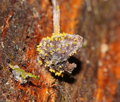 Neobarya agaricicola