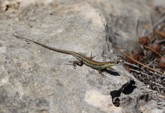 Ophisops elegans
