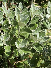 Brachyglottis × jubar