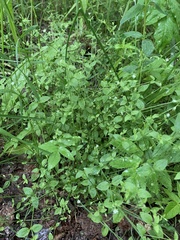 Moehringia trinervia