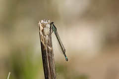 Ischnura elegans