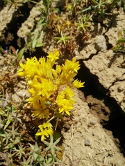 Sedum litoreum