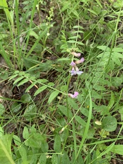Vicia sepium