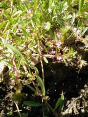 Lythrum tribracteatum