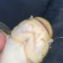 Ameiurus platycephalus