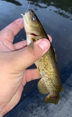 Ameiurus platycephalus