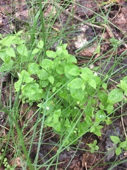 Moehringia trinervia