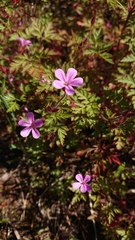 Geranium robertianum