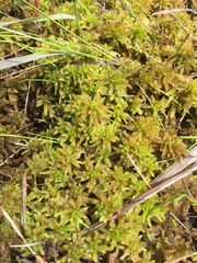 Sphagnum pulchrum