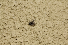 Habronattus festus