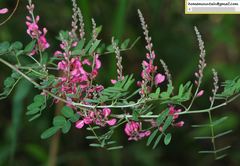 Indigofera bungeana