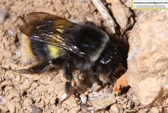 Bombus ganjsuensis