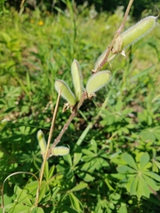 Lupinus perennis