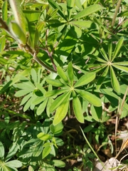 Lupinus perennis