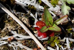 Epilobium glandulosum