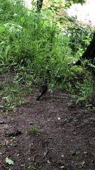 Turdus pilaris