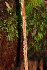 Mycena albidocapillaris