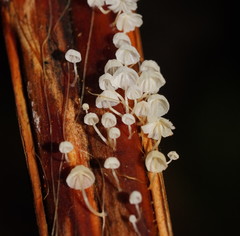 Mycena albidocapillaris