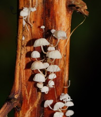Mycena albidocapillaris