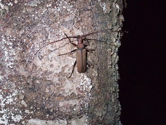 Aegolipton marginale