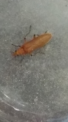 Tenebrionoidea
