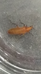 Tenebrionoidea