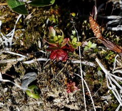 Epilobium glandulosum