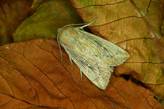 Leucania obsoleta