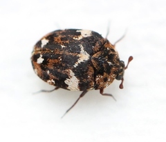 Anthrenus angustefasciatus