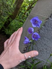 Campanula persicifolia