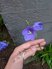 Campanula persicifolia