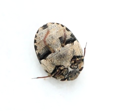 Anthrenus angustefasciatus