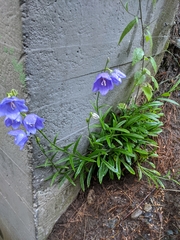 Campanula persicifolia