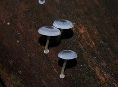 Mycena interrupta