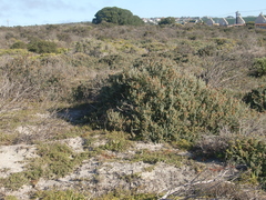 Exomis microphylla