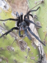 Dugesiella anitahoffmannae