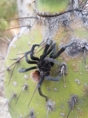 Dugesiella anitahoffmannae