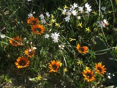 Gazania rigida