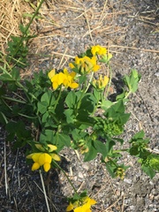 Lotus corniculatus