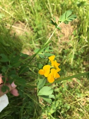 Lotus corniculatus