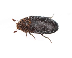Dermestes undulatus
