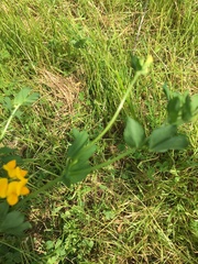 Lotus corniculatus